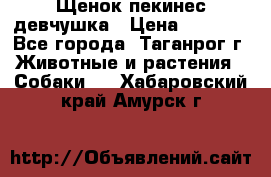 Щенок пекинес девчушка › Цена ­ 2 500 - Все города, Таганрог г. Животные и растения » Собаки   . Хабаровский край,Амурск г.